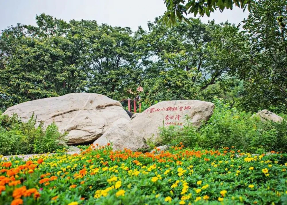 守护金山银山，科立讯林区生态专网应需而通